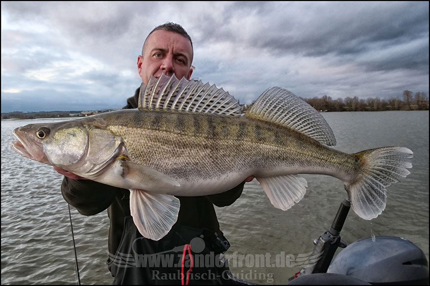 monster Hecht vertikal