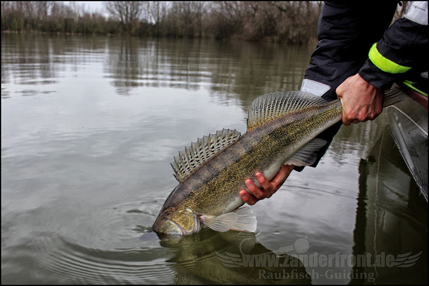 monster Hecht vertikal