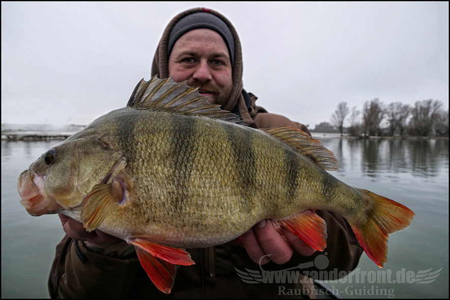 monster Hecht vertikal