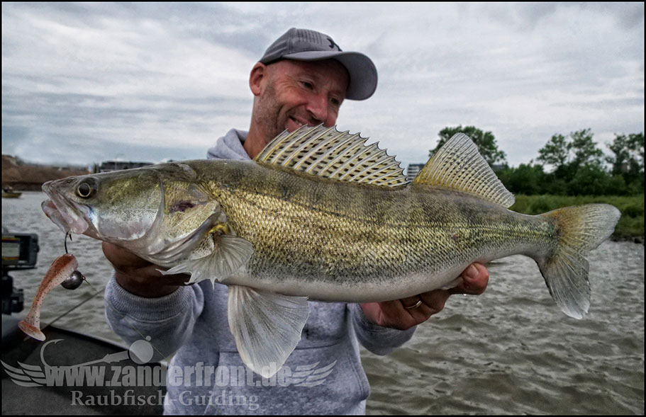 monster Hecht vertikal