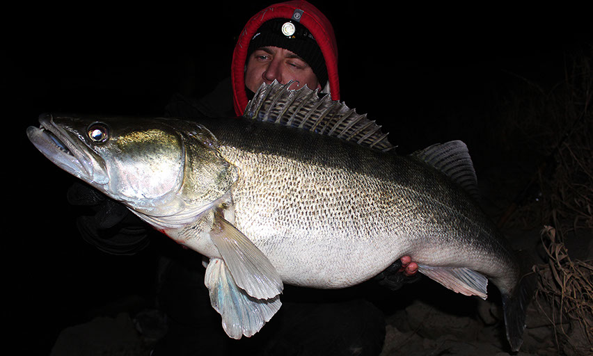 kapitale Zander aus Duisburg 
