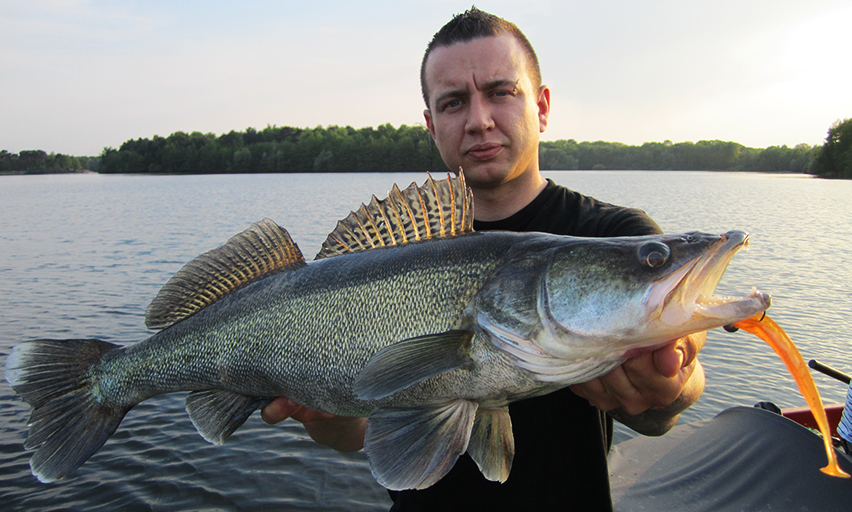 mit gummifisch auf zander