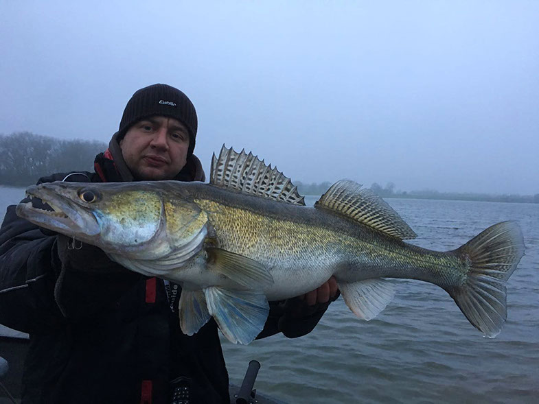Ijssel zander rhederlaag