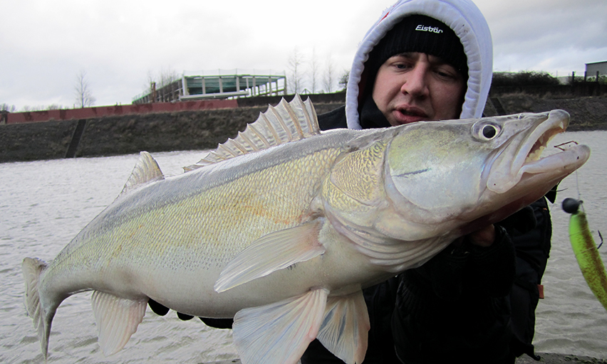 spinnfischen auf zander