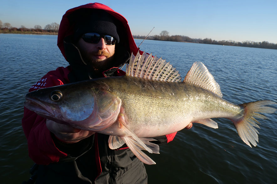 pelagisch auf zander
