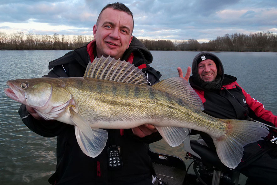 spinnfischen auf zander