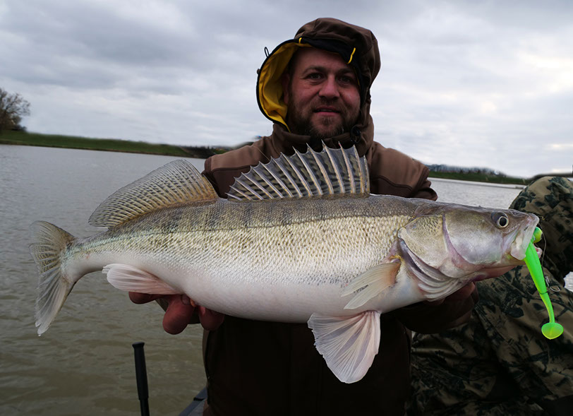 seika pro speed shad