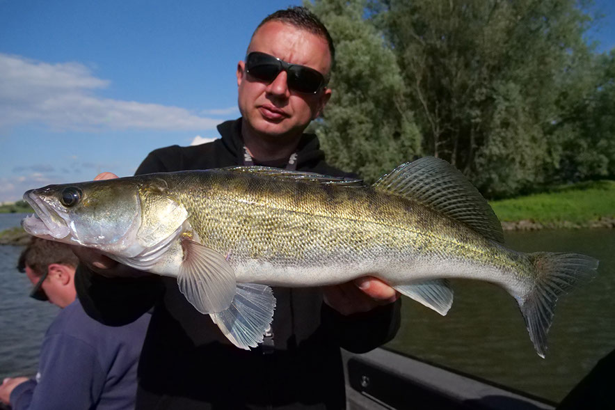 Daiwa Tournament D Fin