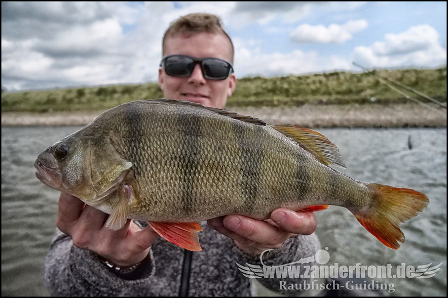 Kick Back rig Barsch