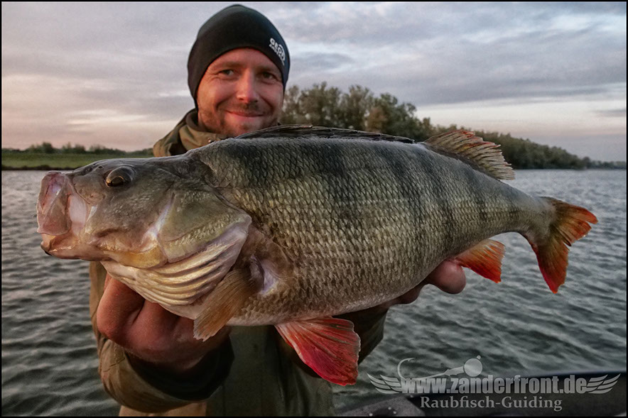 Daiwa tournament 8 braid evo