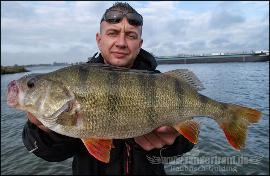 Daiwa tournament 8 braid evo