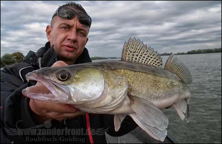 Daiwa tournament 8 braid evo