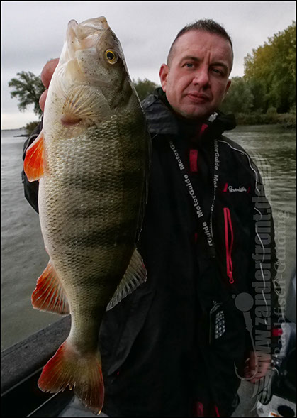 Daiwa tournament 8 braid evo