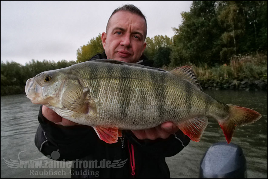 Daiwa tournament 8 braid evo