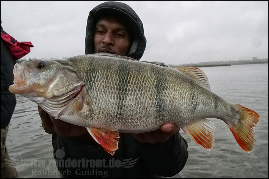 Daiwa tournament 8 braid evo