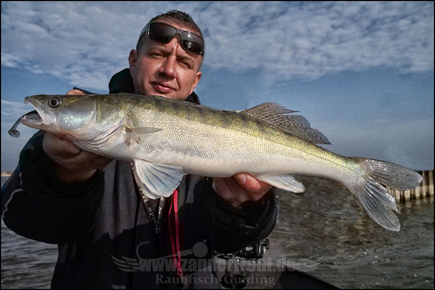 Daiwa tournament 8 braid evo