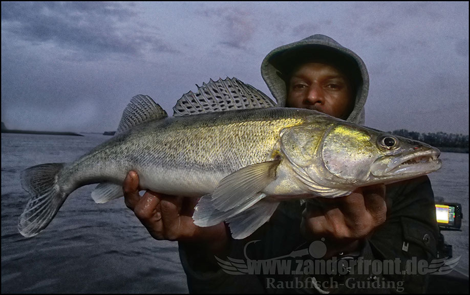 Daiwa tournament 8 braid evo