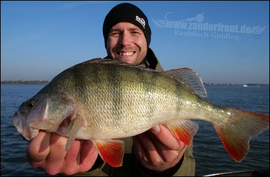 Daiwa tournament 8 braid evo