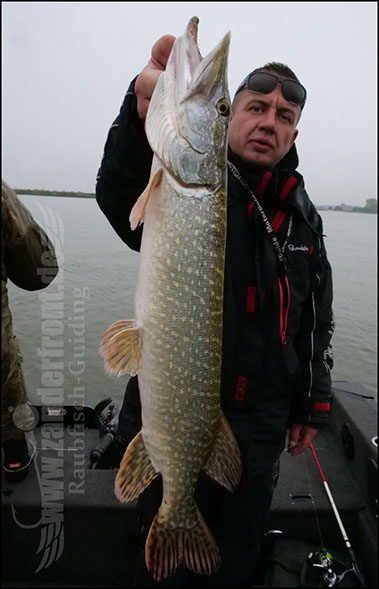 Daiwa tournament 8 braid evo