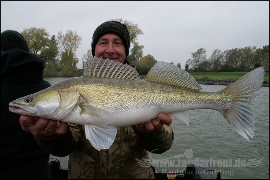 mit gummifisch auf zander