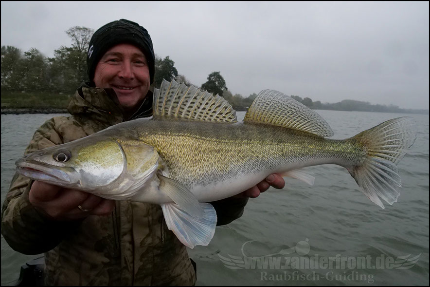 zander guiding in holland