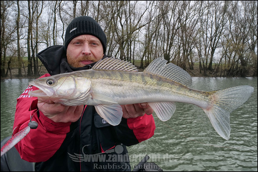 Seika Pro speed shad