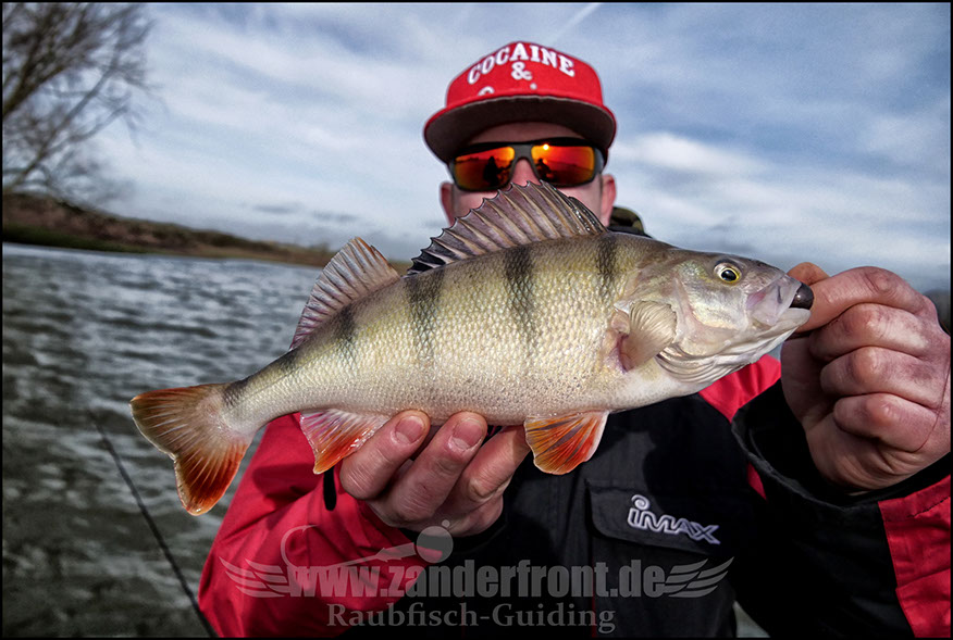 vertikal angeln auf zander