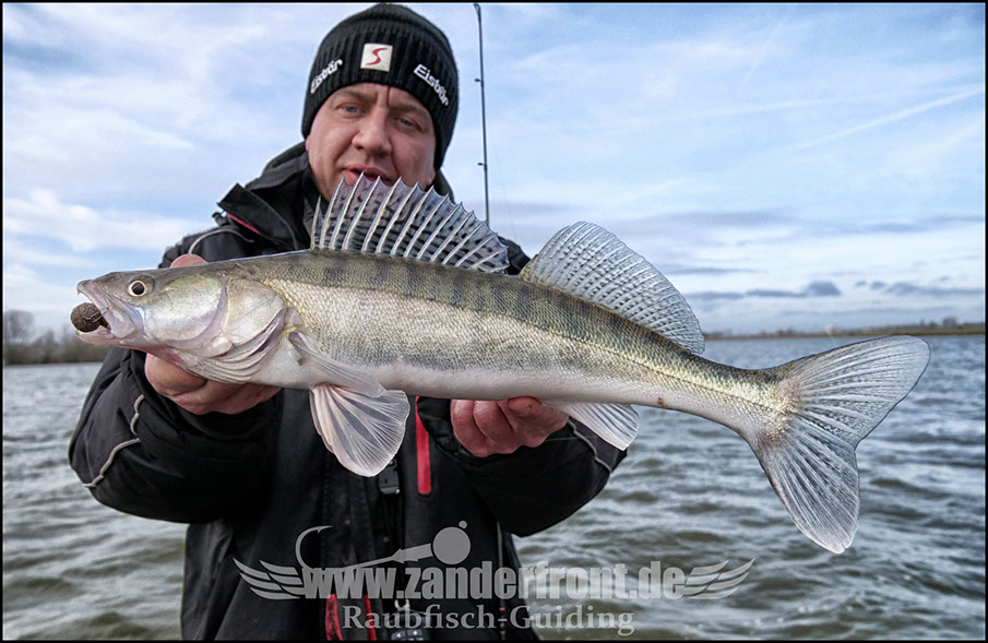 vertikal angeln auf zander