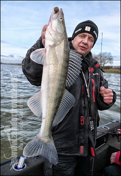 vertikal angeln auf zander