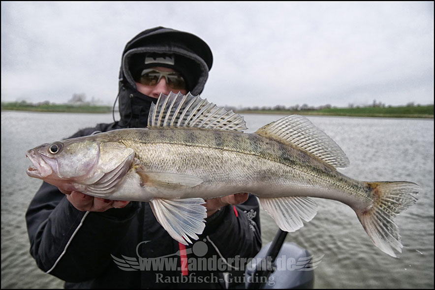 vertikal angeln auf zander