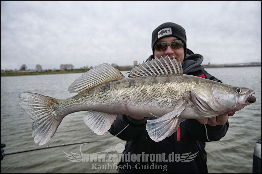 vertikal angeln auf zander