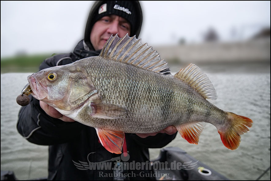 vertikal angeln auf zander