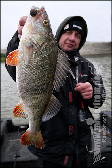 vertikal angeln auf zander