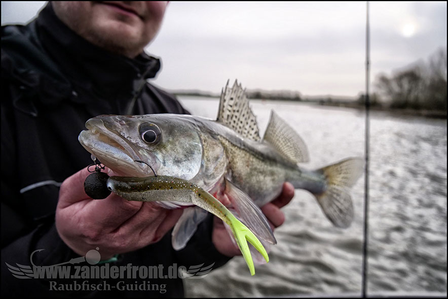 vertikal angeln auf zander