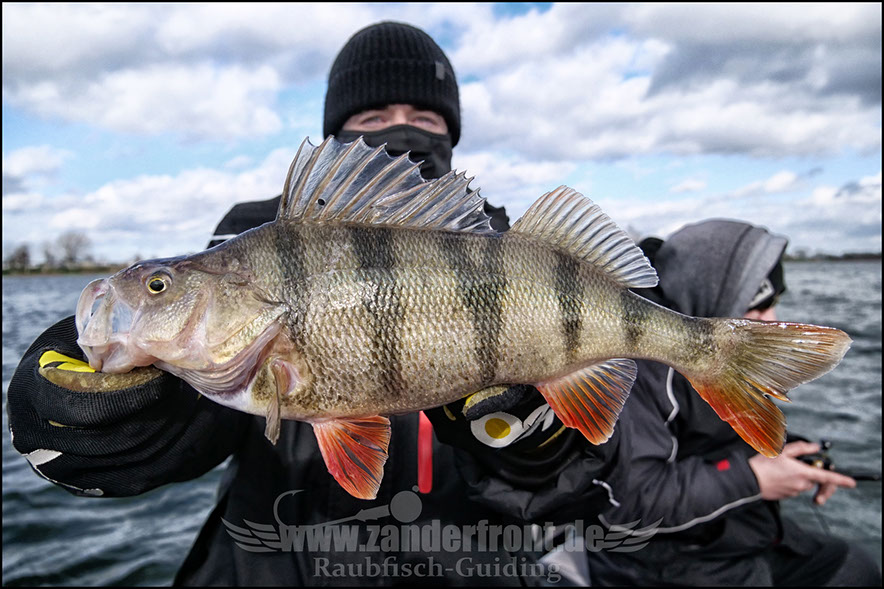 vertikal angeln auf zander