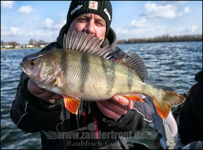 vertikal angeln auf zander
