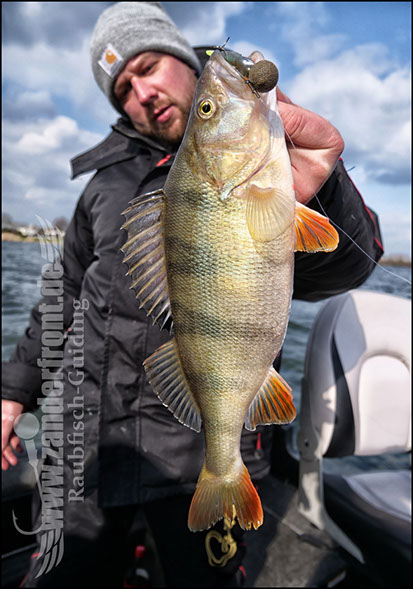 vertikal angeln auf zander