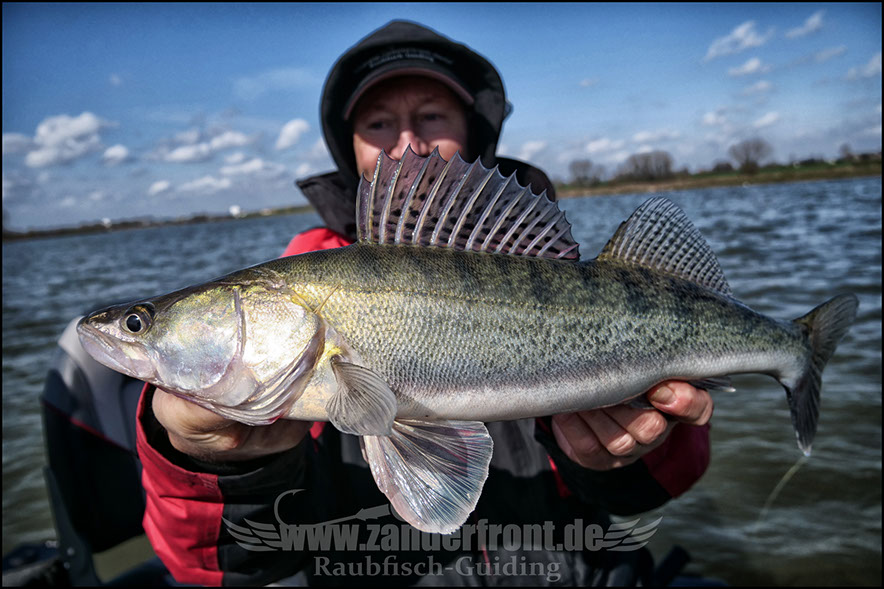 vertikal angeln auf zander