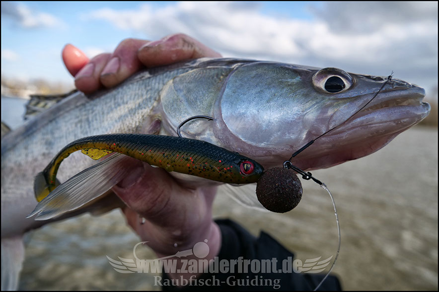 vertikal angeln auf zander