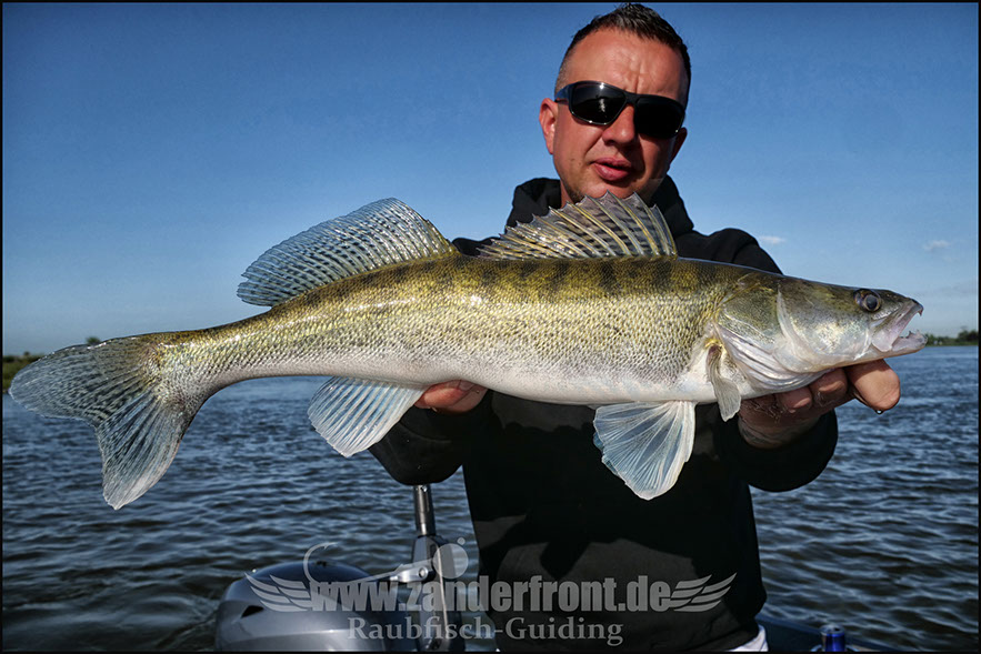 vertikal angeln auf zander