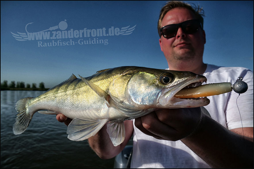 vertikal angeln auf zander