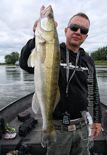 vertikal angeln auf zander