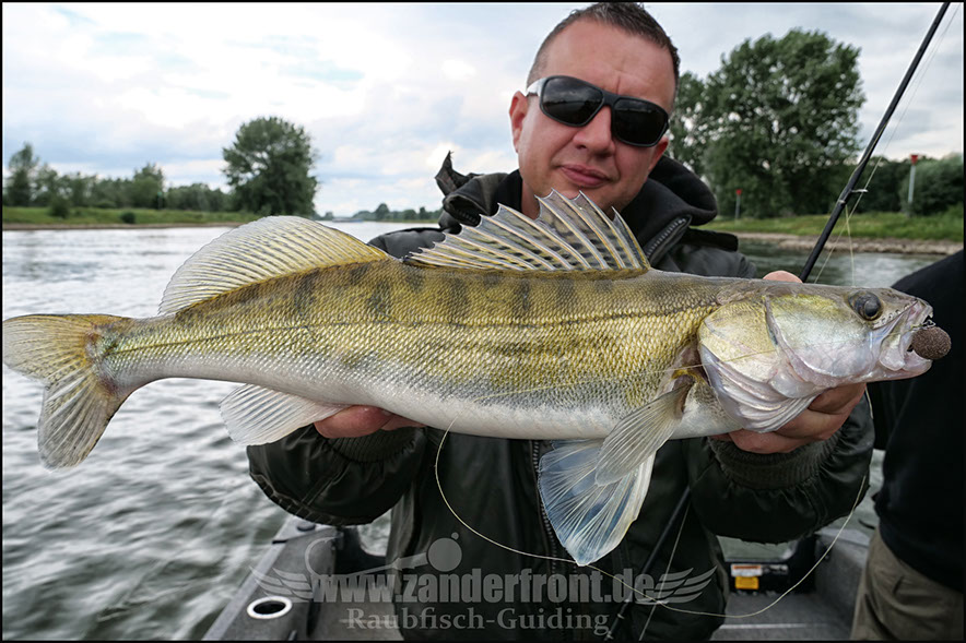 vertikal angeln auf zander