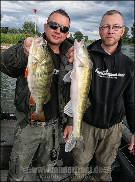 vertikal angeln auf zander