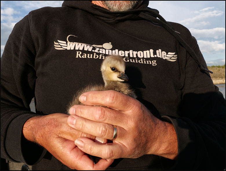 vertikal angeln auf zander