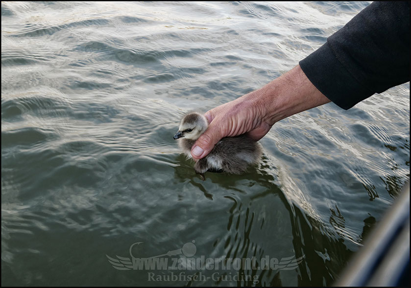 vertikal angeln auf zander
