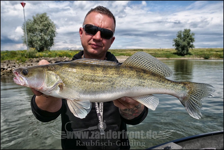vertikal angeln auf zander