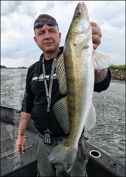 vertikal angeln auf zander