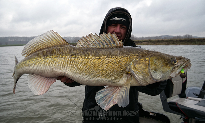 zander auf wobbler